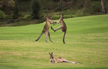 Two Male Australian Native Kangaroos Fighting In Grass Field Behind Resting Female Kangaroo