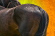 Croup of a racehorse.
A brown horse is a rear view from the left. Against a background of green grass.