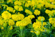 Marigold Flowers In Blooming