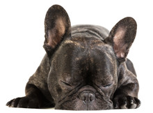 Animal Dog French Bulldog Lying