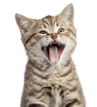 Funny Cat Portrait Yawning Isolated