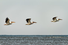 Three Great Pelicans In Flight Over Water