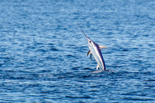 Swordfish To The Surface Of The Sea
