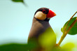Java sparrow, padda oryzivora sitting between blurry leaves