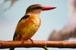 brown-hooded kingfisher (halcyon albiventris) perching on a branch in front of a blue sky