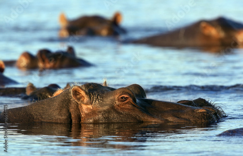 hipopotam-rzeka-chobe-bots