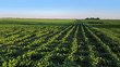 © G - Soybean crop growing in a rural farmland