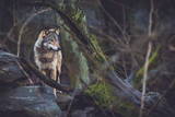 Grey wolf