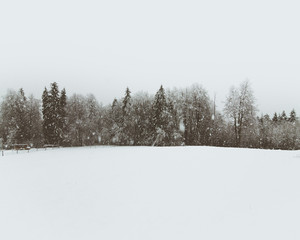 Wall Mural - bosco innevato in inverno