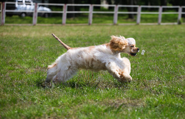 american cocker spaniel in motion