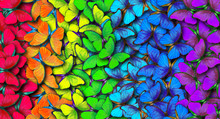 Colors Of Rainbow. Pattern Of Multicolored Butterflies Morpho, Texture Background.