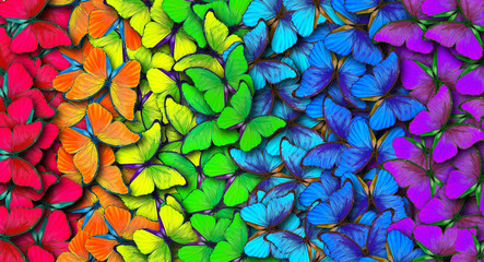 Aufkleber - Colors of rainbow. Pattern of multicolored butterflies morpho, texture background.