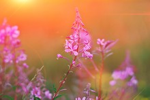 Wonderful Summer Look. Flowers Ivan-tea Fireweed In Sunset On A Beautiful Blurred Background. Close-up, Selective Focus.