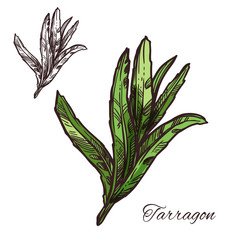 Sticker - Tarragon, estragon green leaf sketch of spice herb