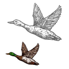 Duck Bird Sketch Of Wild Or Farm Waterfowl Animal
