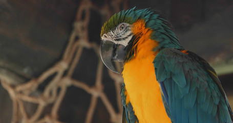 Blue macaw in zoo park