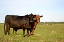 Cows In A Pasture
