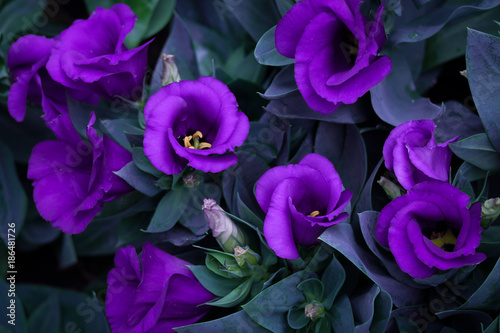 145 Best Flowers Nature Scenes Images Nature Nature