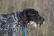 Hunting Dog with Porcupine Quills