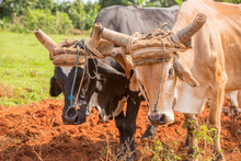 Oxen Plow The Tobacco Field In Vinales, Cuba
