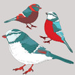 Three birds with red, blue and white feathers. Vector illustration on grey background
