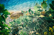 Kaktusy na morzu