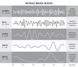 Ondes Cérébrales Humaines Diagramme / Illustration Noir et Blanc