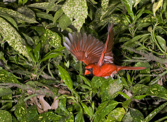 Male Northern cardinal (Cardinalis cardinalis) flying among bushes, Atlanta, Georgia, USA