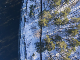 Aerial top down view over pine forest in winter on the bank of river Nemunas, Druskininkai, Lithuania.