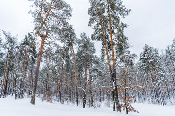 Wall Mural - beautiful snow covered trees in winter forest