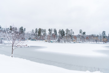 Wall Mural - beautiful snow covered trees and frozen lake in winter park