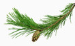 pine branch with cones, isolated without a shadow. Close-up. Christmas. New Year.