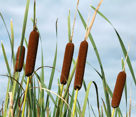 Canvas Print - Typha latifolia