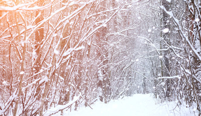 Winter landscape snow covered expanses. A park in the winter in 