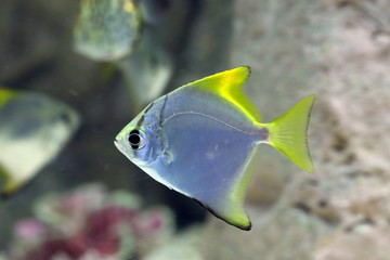 Sticker - Monodactylus argenteus. Silver colorful fish-swallow floats in the aquarium