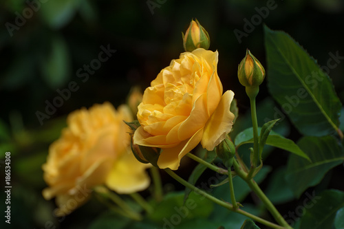 Fotografie, Obraz Flower of yellow rose in the summer garden