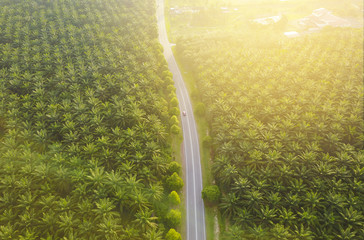 Aerial view of Palm Plantation at South East Asia.