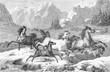 © acrogame - Beautiful vintage engraving of wild horses running free in a mountain  winter panoramic environment