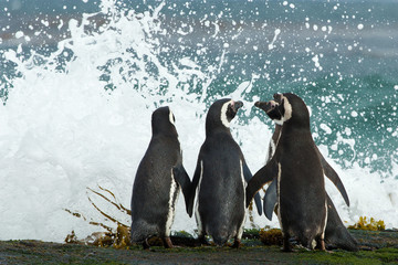Wall Mural - Group of Magellanic penguins gather together on the rocky coast, Falkland Islands.