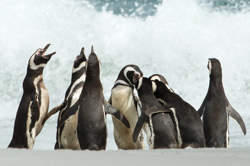 Wall Mural - a group of magellanic penguin gather on a coast of falkland islands.