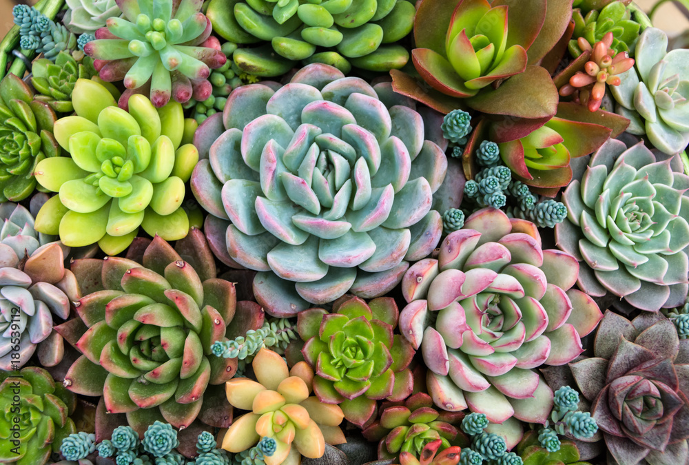 Rectangular arrangement of succulents; cactus succulents in a planter ...