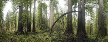 Panoramic View Of Trees Growing In Jedediah Smith Redwoods State Park