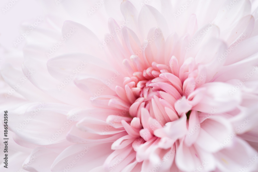 beautiful single chrysanthemum, top view, extreme macro image. - obrazy, fototapety, plakaty 