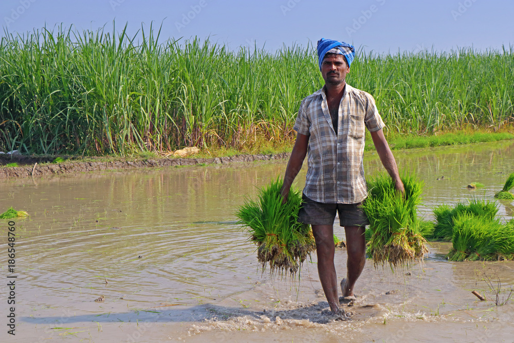Indian Farmer Holding Rice Plants for planting Stock Photo | Adobe Stock