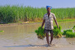    Indian Farmer Holding Rice Plants for planting 