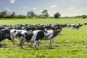 Wall Mural - Group of cattle on a green field in the spring