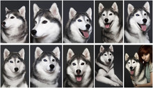 Set Of 10 Siberian Husky Portrait. Dog With Blue And Brown Eyes, Posing In Studio On Dark Background