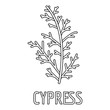 Cypress leaf icon. Outline illustration of cypress leaf vector icon for web