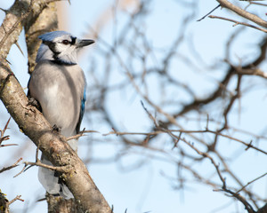 Wall Mural - Blue Jay Perched