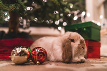 Bunny Christmas Present